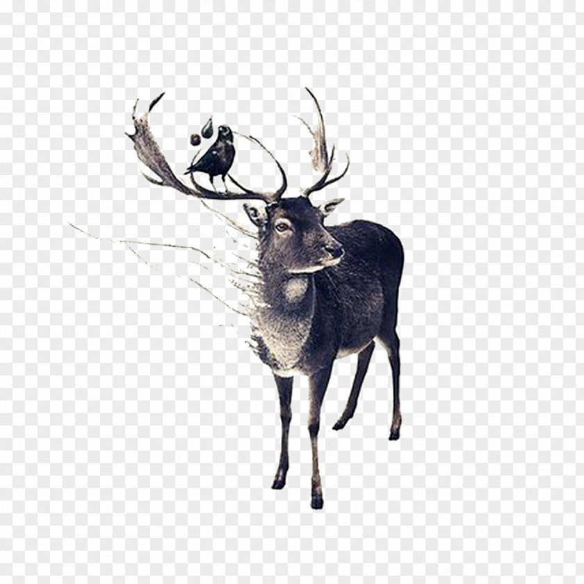 Hand-painted Elk Horns And Birds Red Deer Moose Drawing PNG