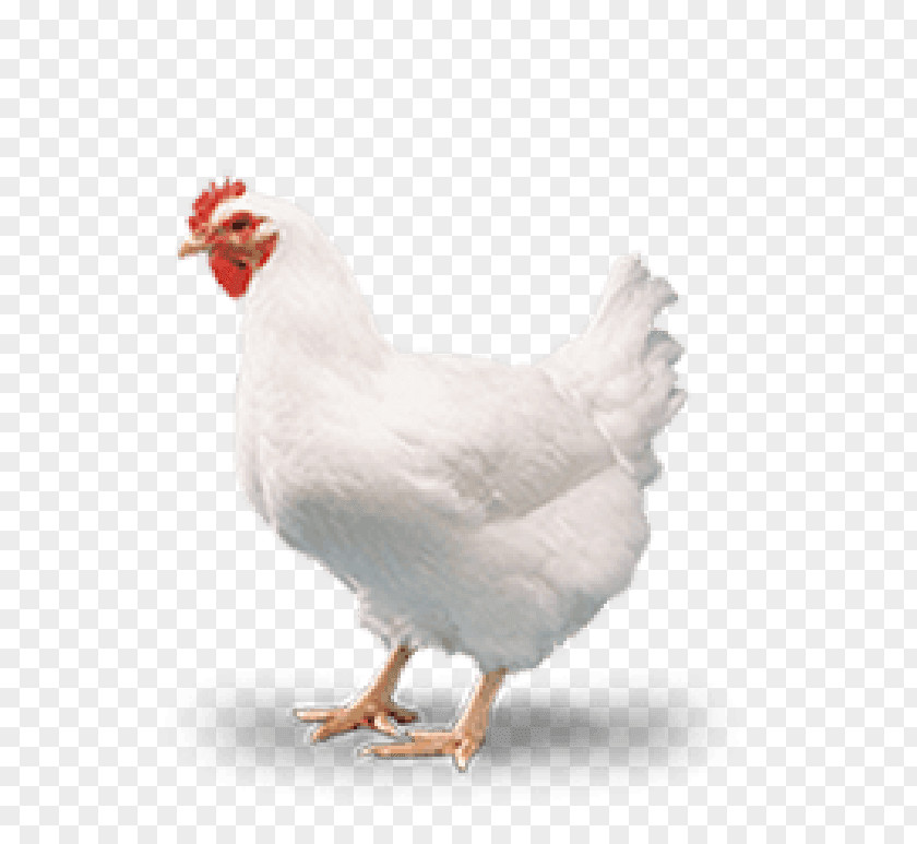 Meat Cornish Chicken Broiler Poultry Coop PNG