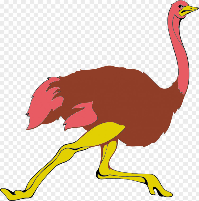 Running Ostrich Common Pixabay Clip Art PNG