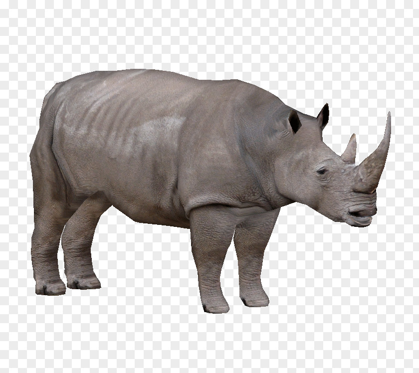 Wildlife Snout Western Black Rhinoceros PNG