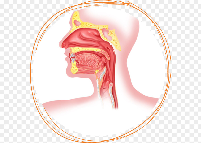 Anatomy Of The Respiratory System Esophagus Surgery Human Body PNG