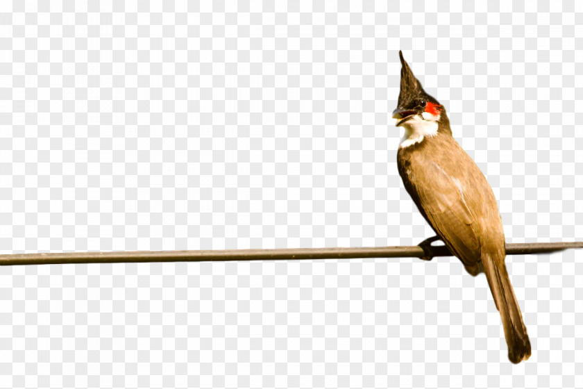 Bulbul Common Nightingale Cuckoos Birds Beak PNG