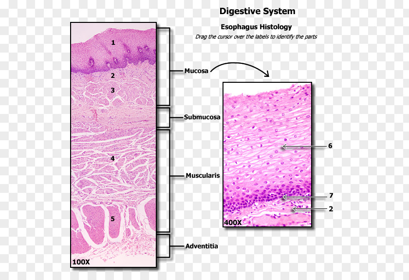 Esophagus Human Anatomy Small Intestine Large PNG
