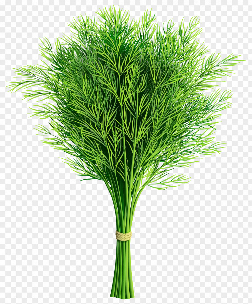 Flower Grass Family Green Plant White Pine Leaf PNG