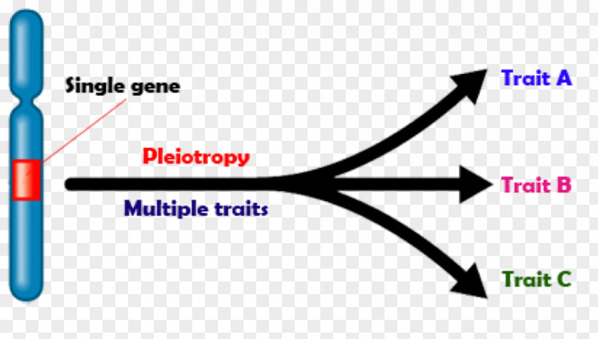 Pleiotropy Genetics Phenotype Biology PNG
