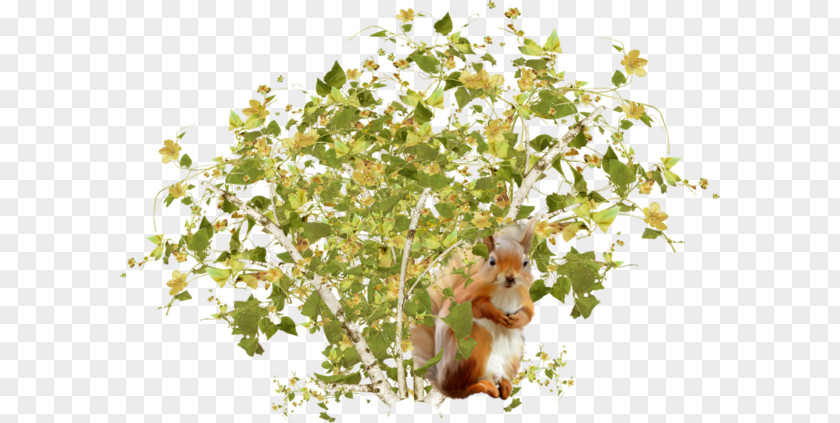 Shrubs Under The Squirrel Tree Squirrels Shrub PNG