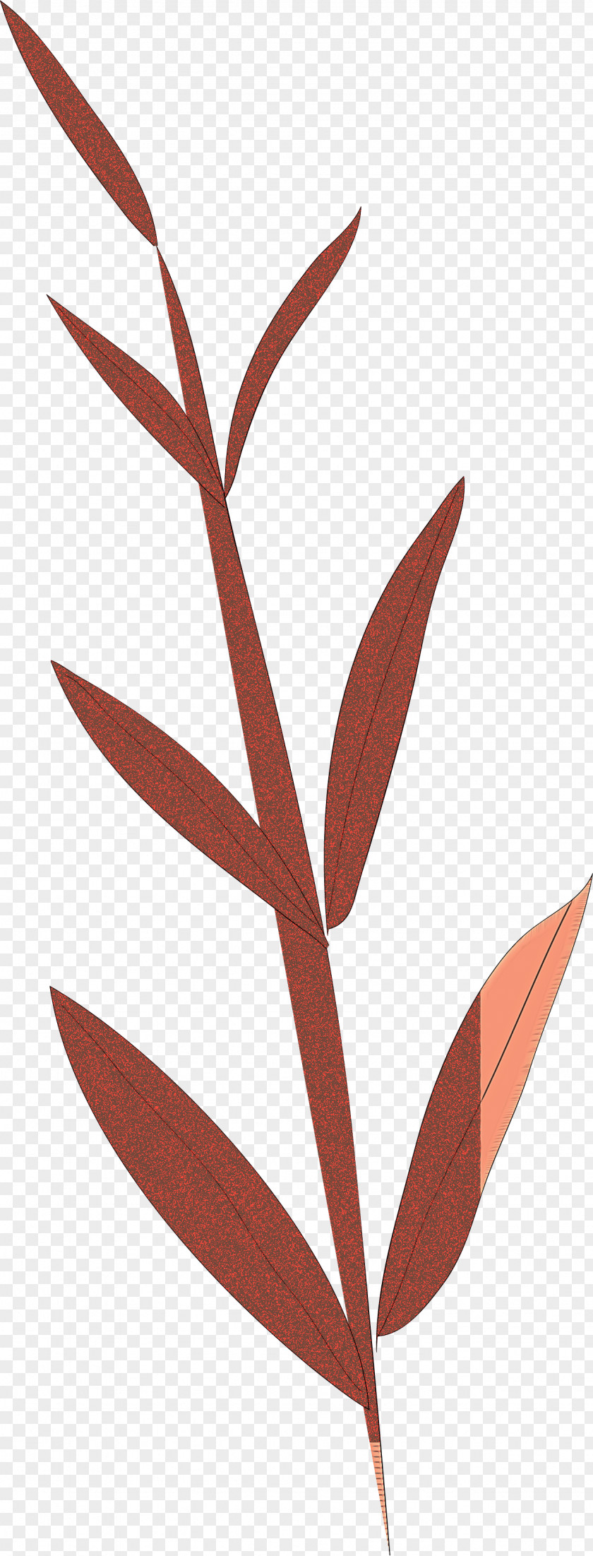 Simple Leaf Drawing Outline PNG