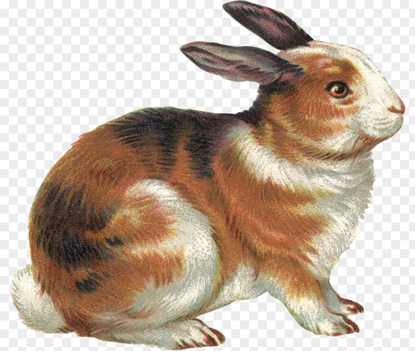 Sl Domestic Rabbit Hare Clip Art Easter Bunny Illustration PNG