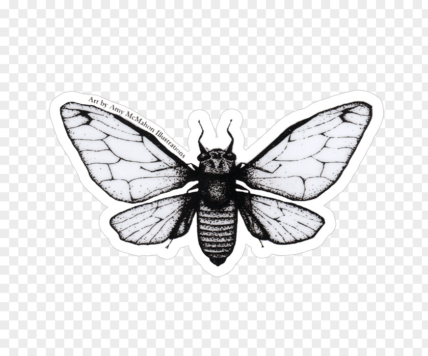 Sticker Cicadoidea Pharaoh Cicada Decal Fly Fishing PNG