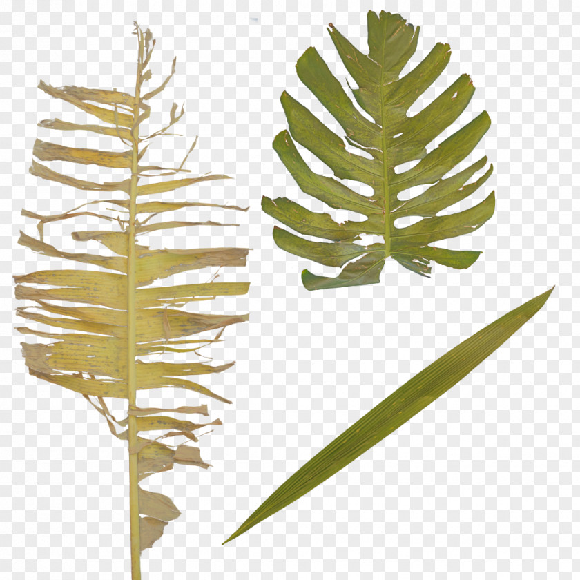 Tropical Jungle Twig Plant Stem Leaf PNG