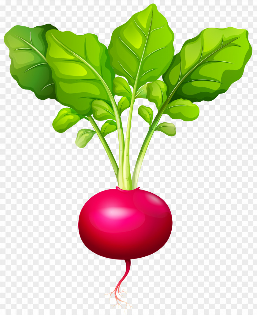 Beet Daikon Root Vegetables PNG