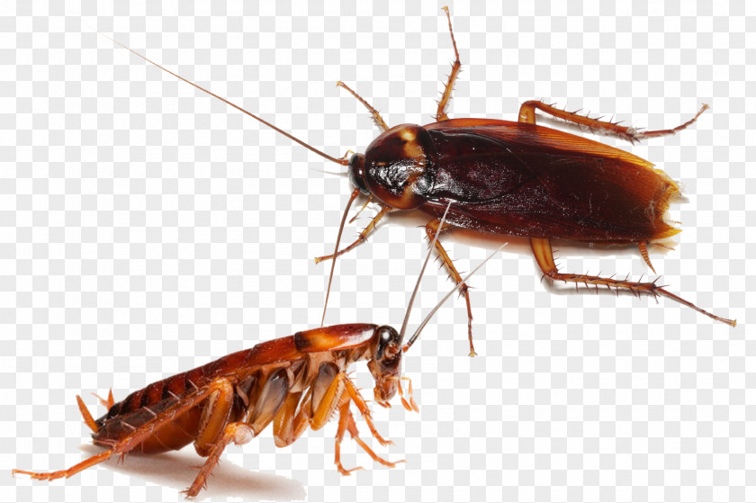 Cockroach Dead Man's Trip Amazon.com Pest Control PNG