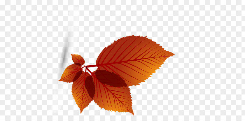 Maple Leaf Autumn PNG