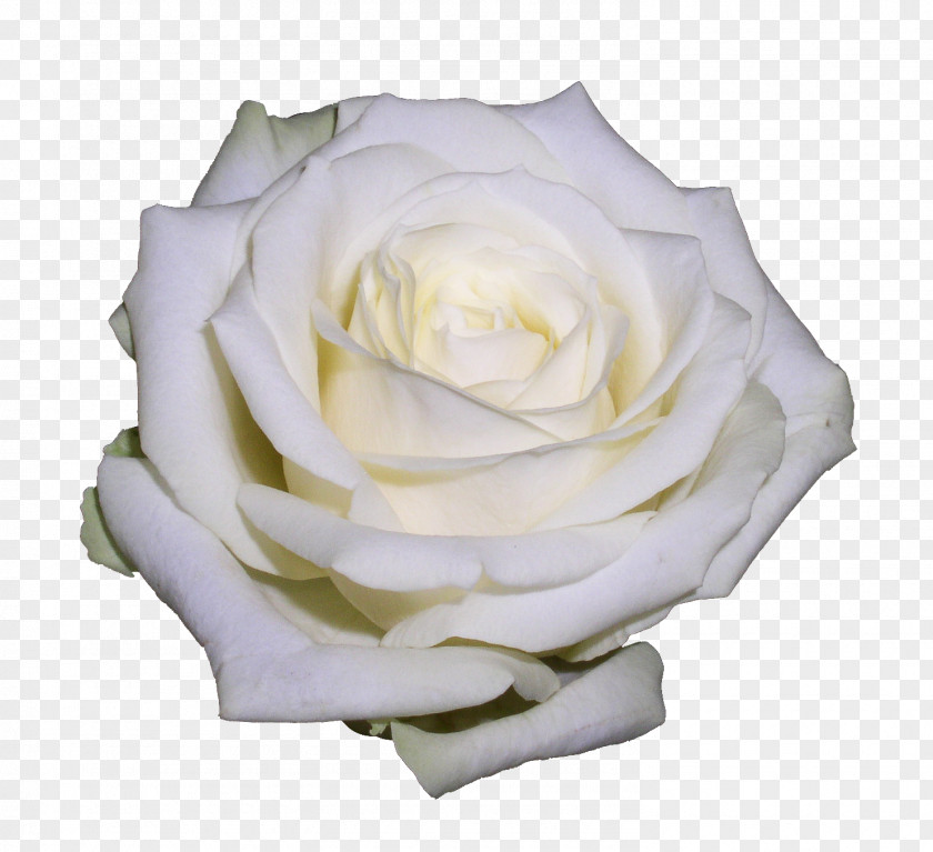 White Roses Flower Garden Clip Art PNG