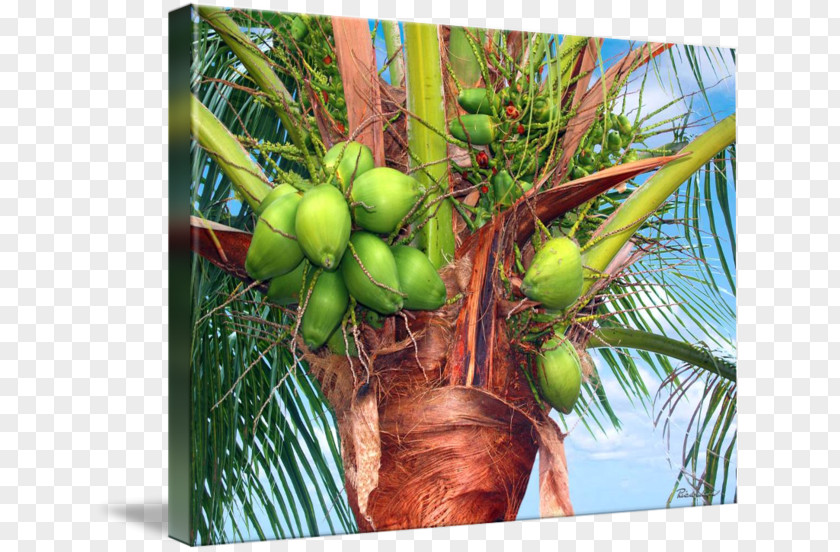Coconut Treasure Coast Florida Gallery Wrap X-23 PNG