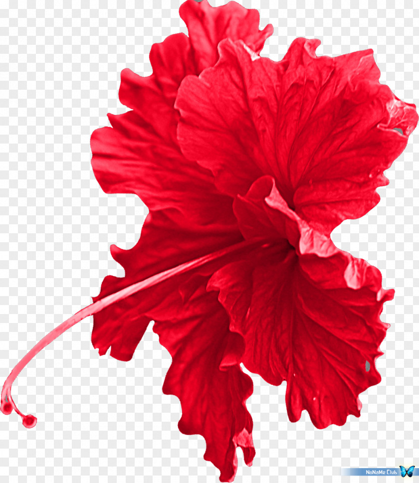 Accessory Cut Flowers Mallows Hibiscus Carnation PNG