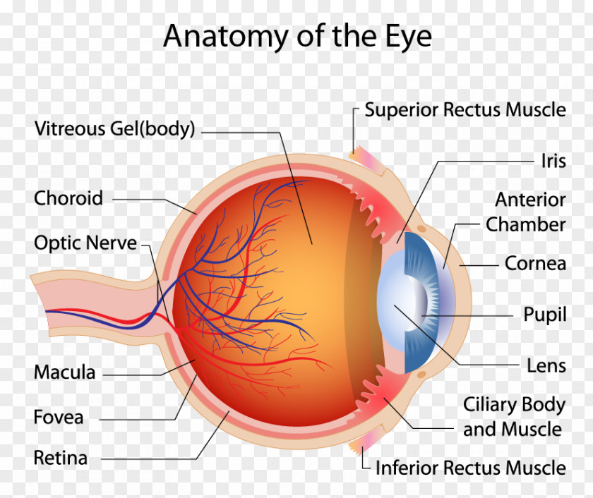 Eye Human Macula Of Retina Muscle Anatomy PNG