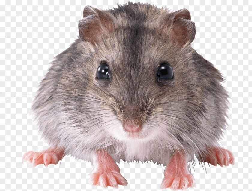 Mouse Rat Image Clip Art PNG