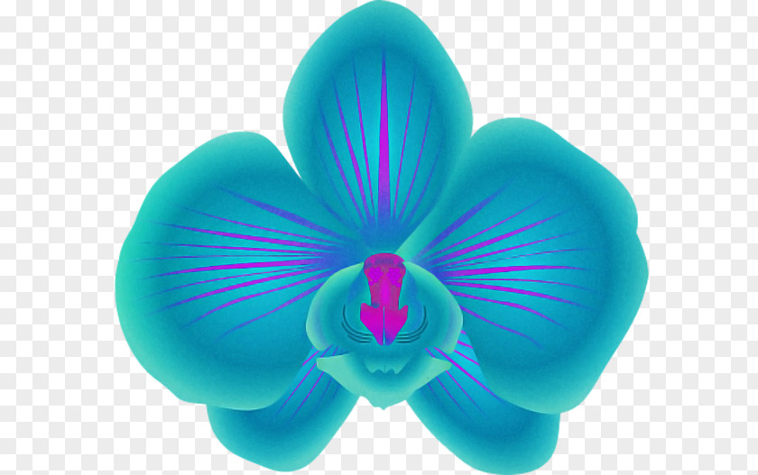 Petal Turquoise Teal Plant Flower PNG