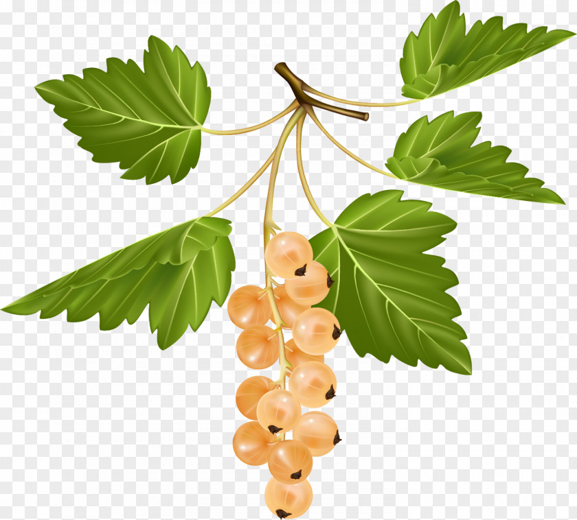 Berries Redcurrant Blackcurrant White Currant Gooseberry Fruit PNG
