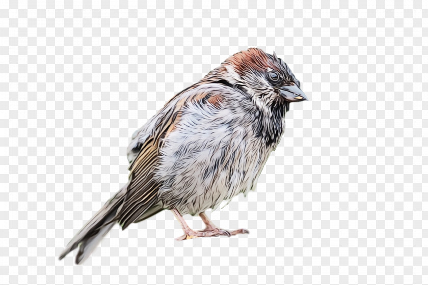 Bird House Sparrow Beak Perching PNG