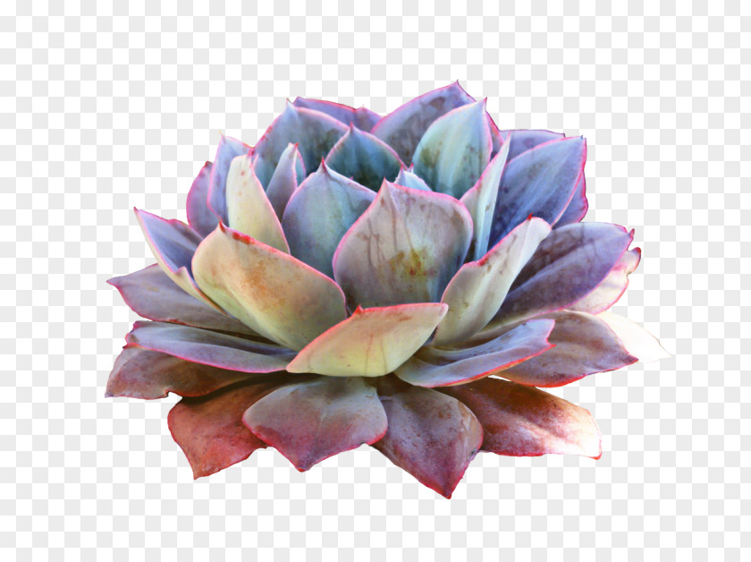Clip Art Succulent Plant Cactus Echeveria Elegans PNG