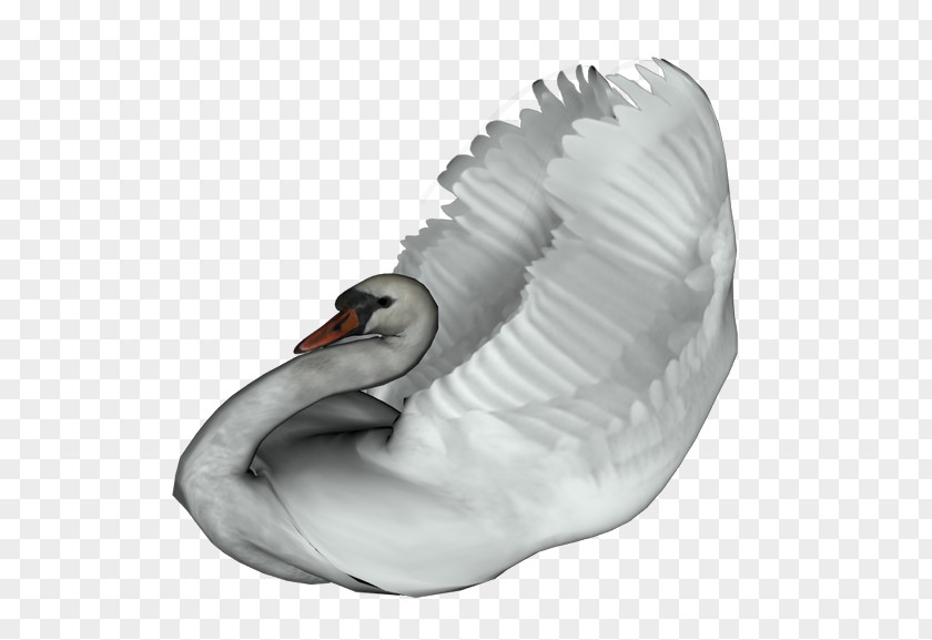 Goose Cygnini Domestic Bird Duck PNG