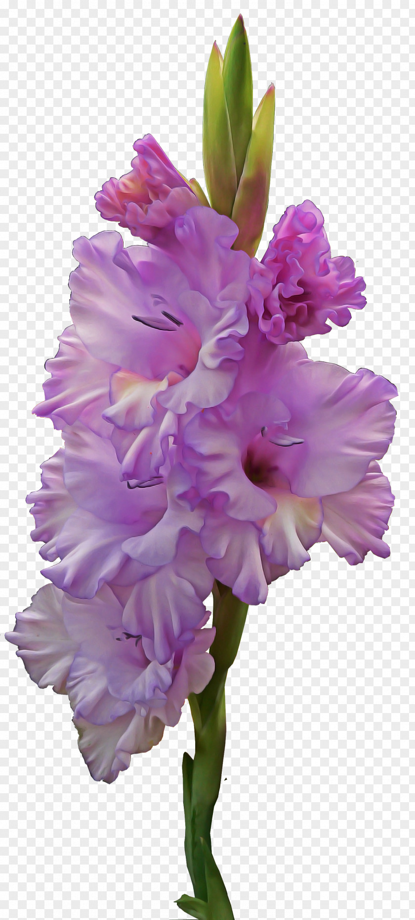 Hyacinth Iris Family Flower Flowering Plant Pink Gladiolus PNG