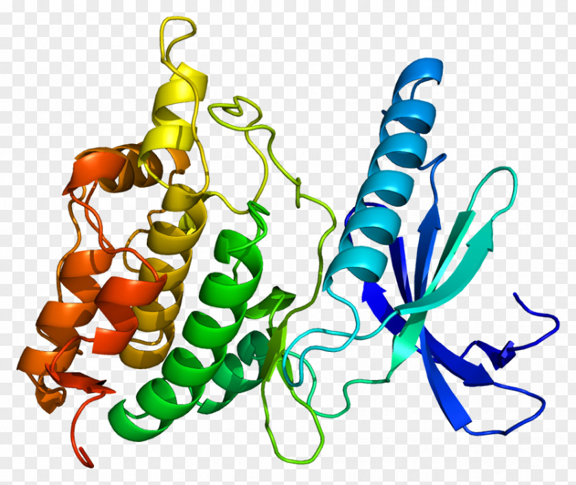 PHKG1 Wikipedia Wikimedia Project Phosphorylase Kinase PNG