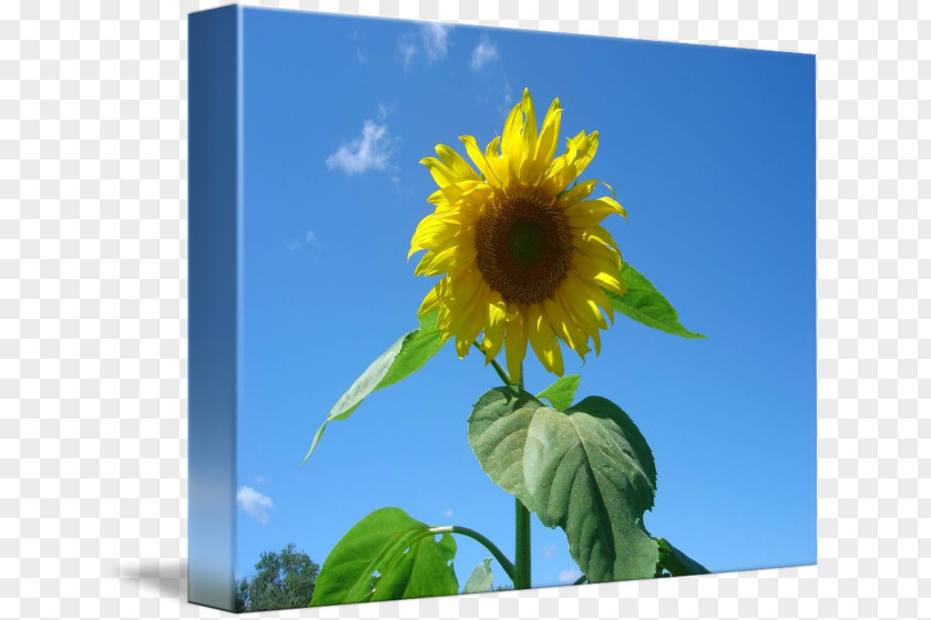 Sunflower Landscape Seed M Sunflowers Sky Plc PNG