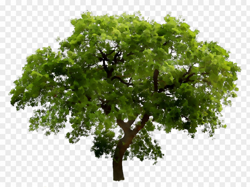 Tree Transparency Image Clip Art PNG