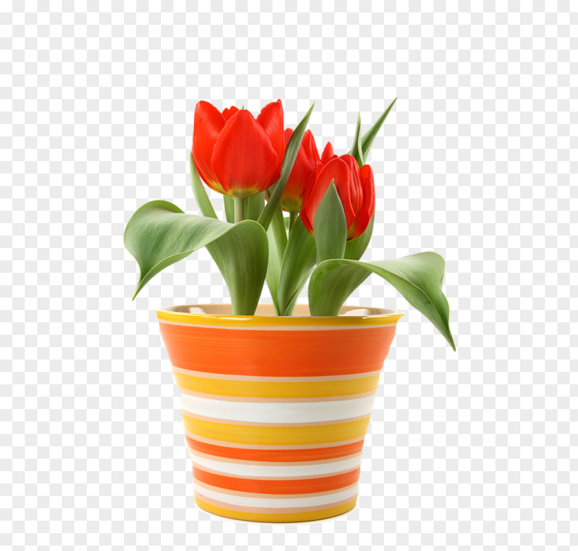 A Pot Of Red Tulips Flower Tulip Bulb Saucer Bedding PNG