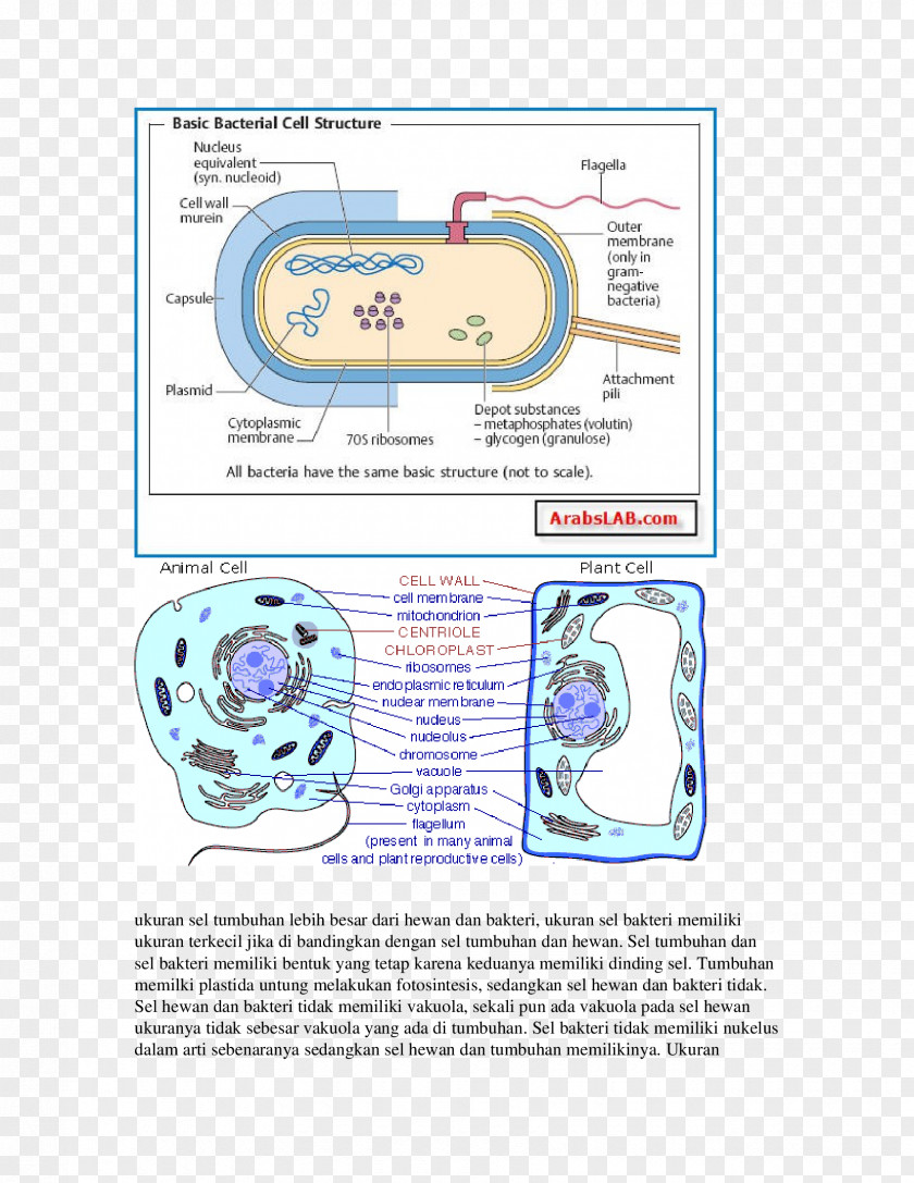 Bacterial Cell Structure Capsule Microbiology Glycocalyx PNG