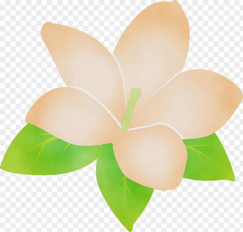 Cut Flowers Flower Petal PNG