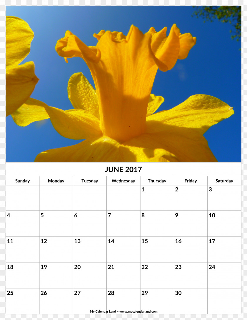 Flower Calendar Bunch-flowered Daffodil Narcissus 0 PNG
