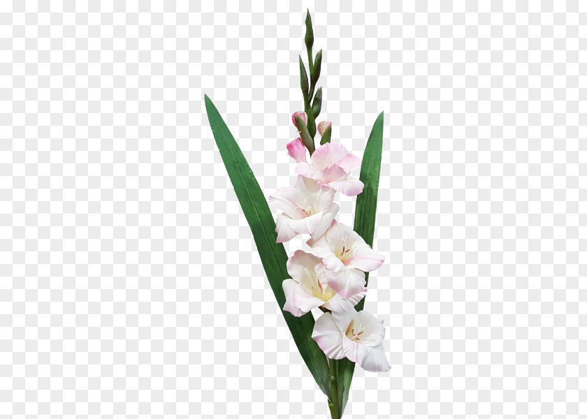 Gladiolus Cut Flowers Plant Stem Flower Bouquet PNG