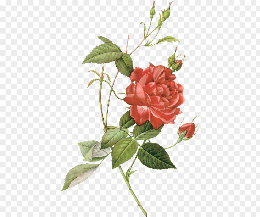 Painting Les Roses Botanical Illustration China Rose Drawing PNG