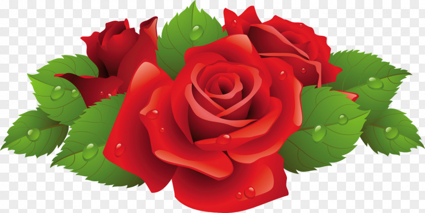 Rose Vector Graphics Clip Art Stock Illustration Photography PNG