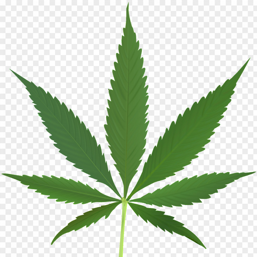 Weed Medical Cannabis Leaf Tetrahydrocannabinol Sativa PNG