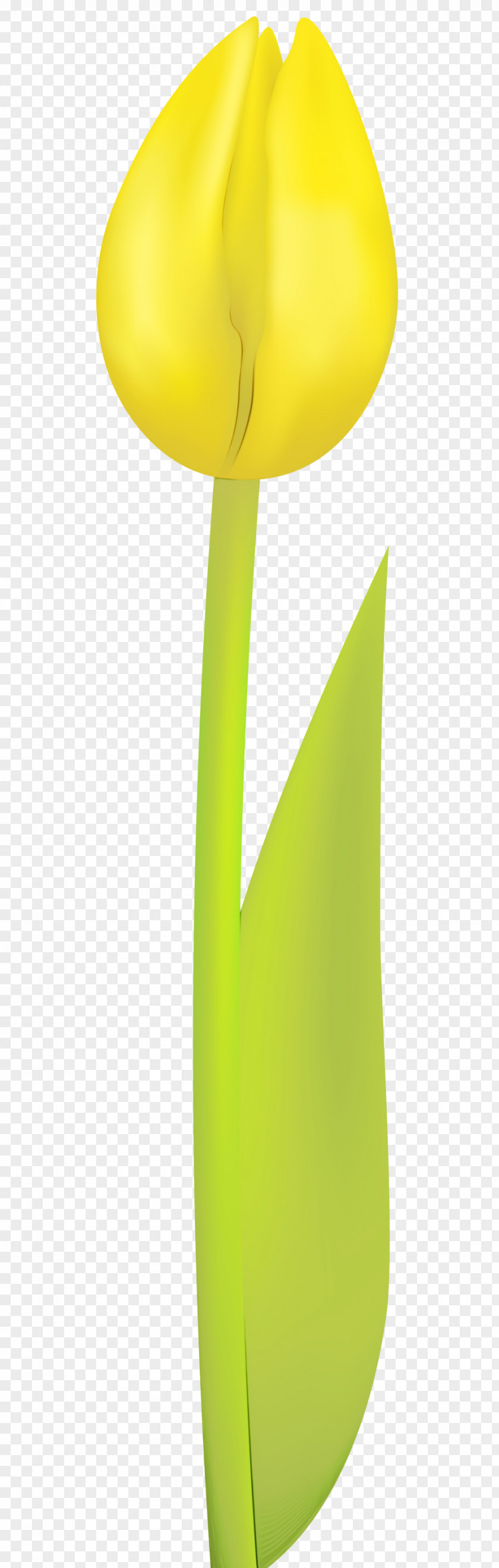 Yellow Green Leaf Tulip Plant PNG