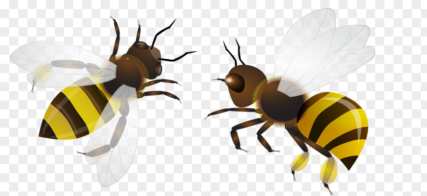 Bee Flight Insect Clip Art PNG