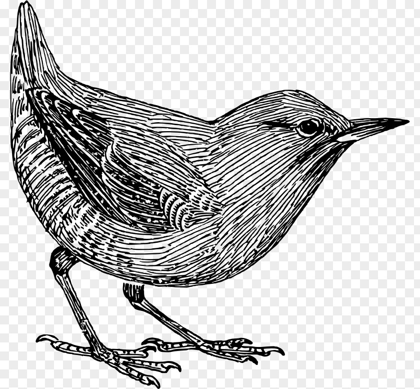 Bird Common Blackbird Clip Art PNG
