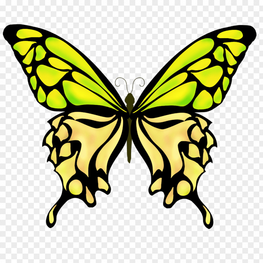 Butterfly Monarch Drawing PNG