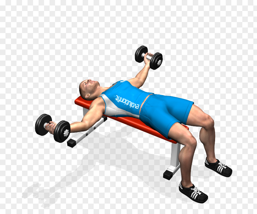 Dumbbell Fitness Beauty Bench Press Fly Exercise PNG