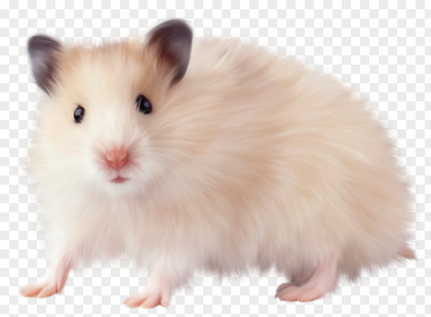 Hamster Rodent Computer Mouse Rat PNG