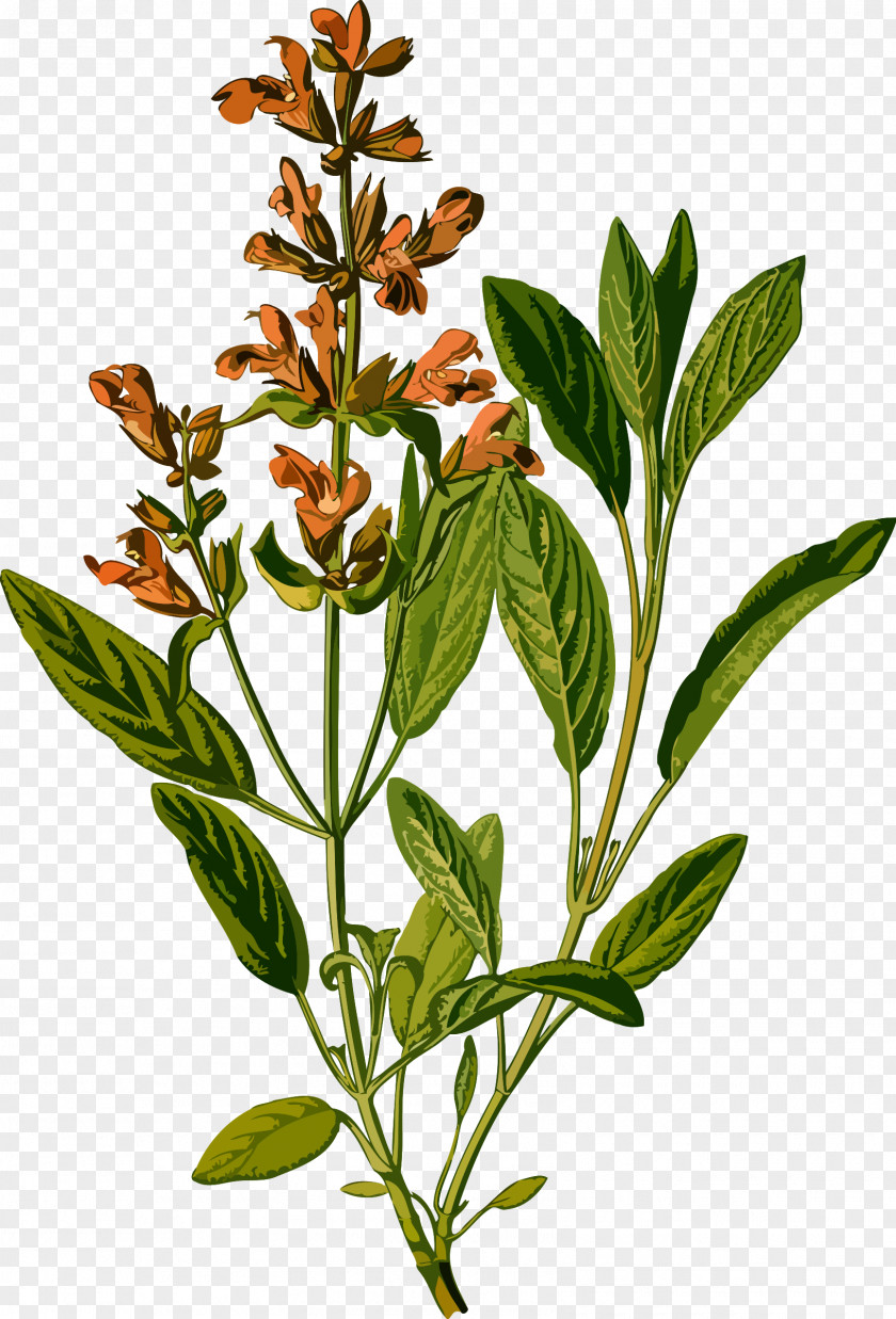 Plants Common Sage Botanical Illustration Botany Drawing Medicinal PNG