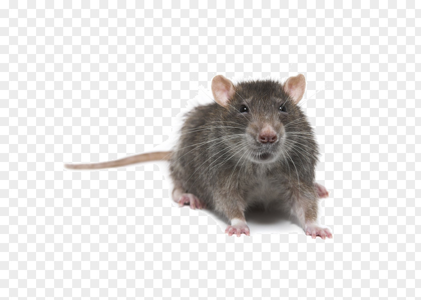 Stored Product Pests Brown Rat Mouse Rodent Pest Control Black PNG