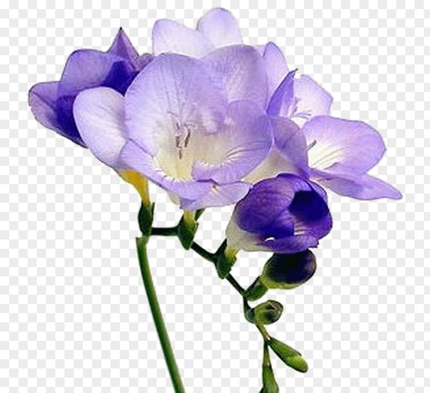 Viola Moth Orchid Sweet Pea Flower PNG
