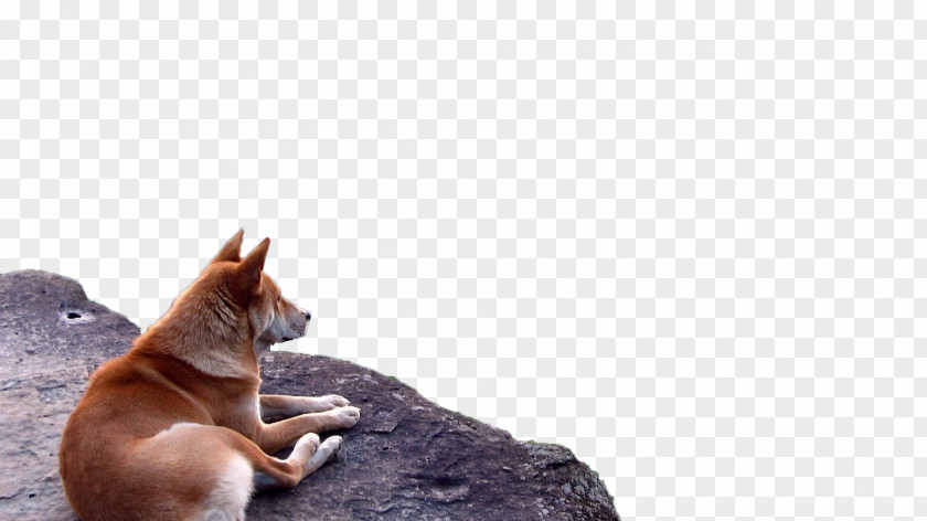 Wolves Animal Physical Map MPEG-4 Part 14 PNG
