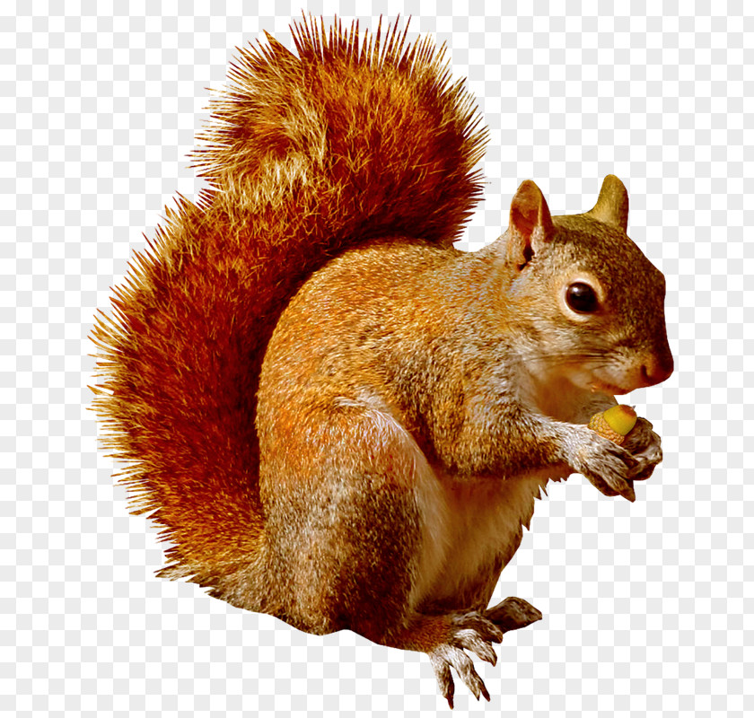 Yw Squirrel Chipmunk Scrat Clip Art PNG